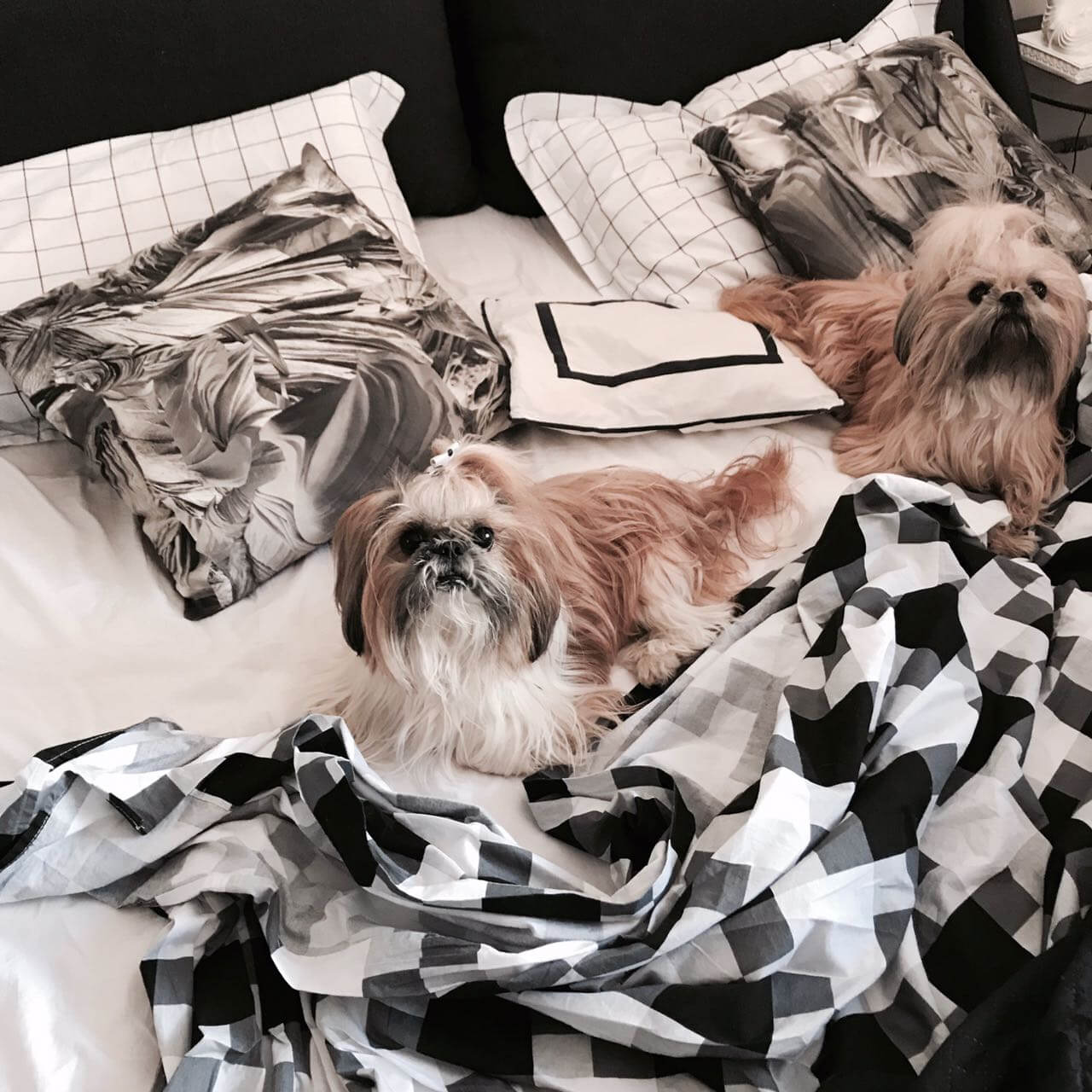 Você divide a cama com seu cãopanheiro?