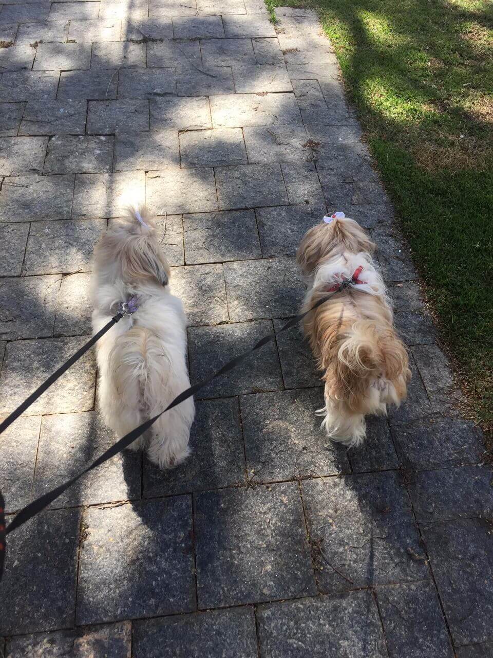 Que tipo de coleira devemos escolher para os Cãopanheiros?