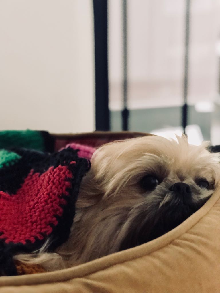 Como manter seu cãopanheiro auquecido?