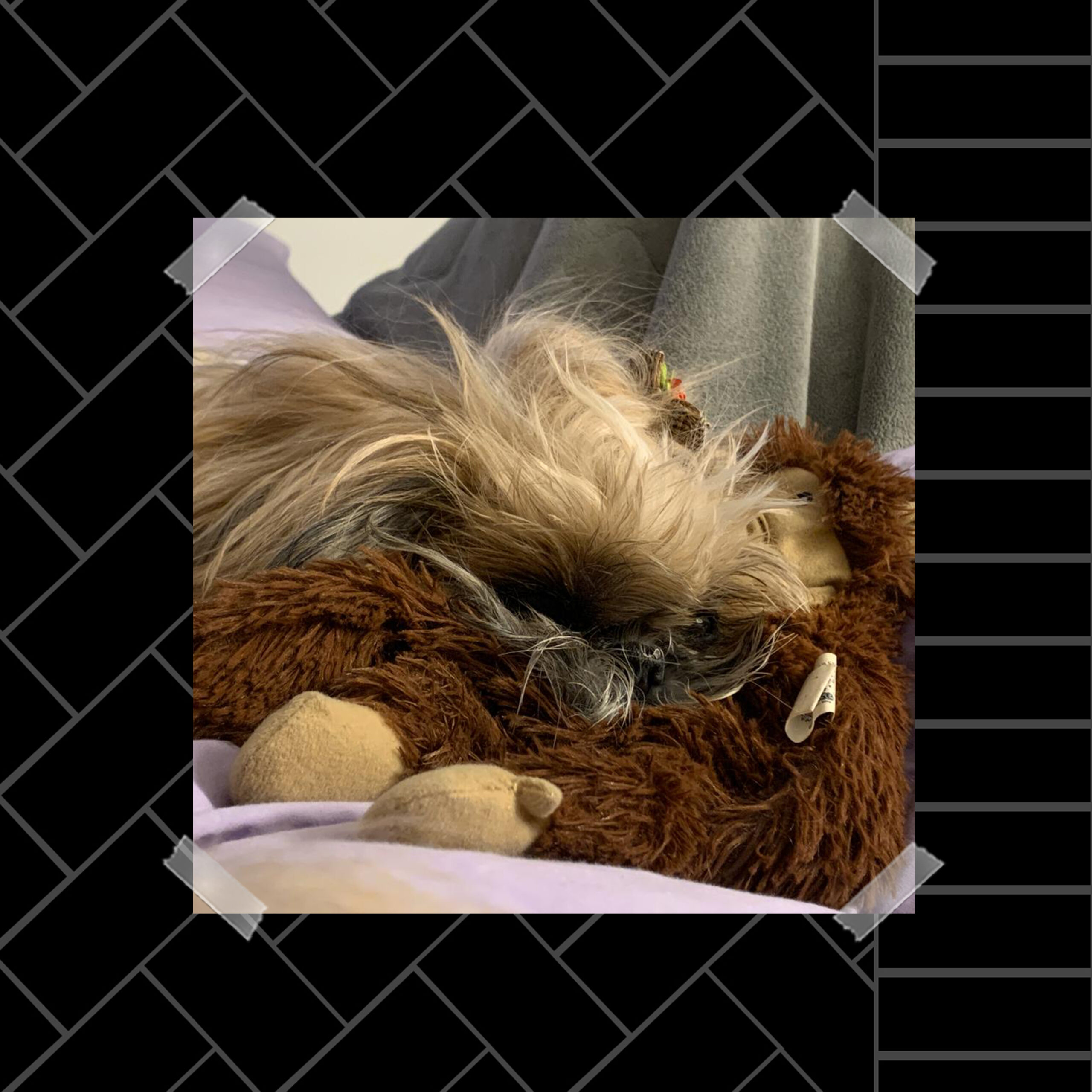 Manias de uma cachorrinha que está ficando idosa