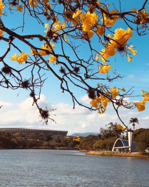 Chegou a hora dos ipês amarelos em Belo Horizonte