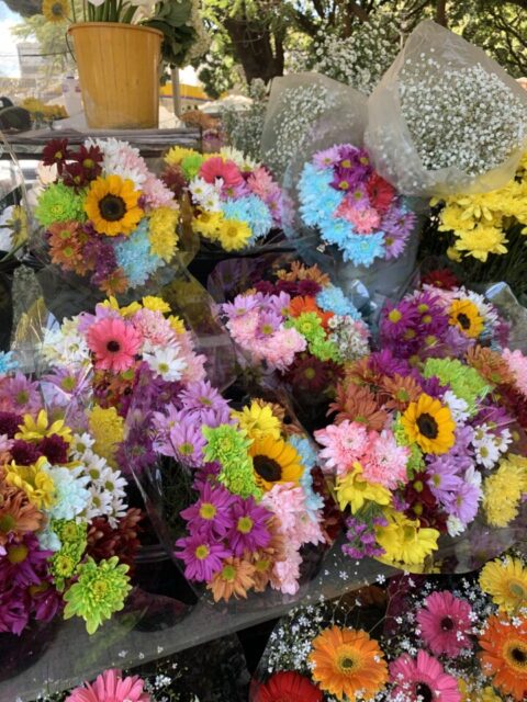 Vai uma plantinha aí? Sexta-feira é dia de Feira das Flores