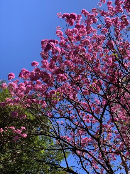 Aproveite a temporada de ipês em Belo Horizonte